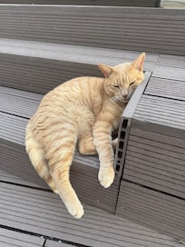 Resident gato!