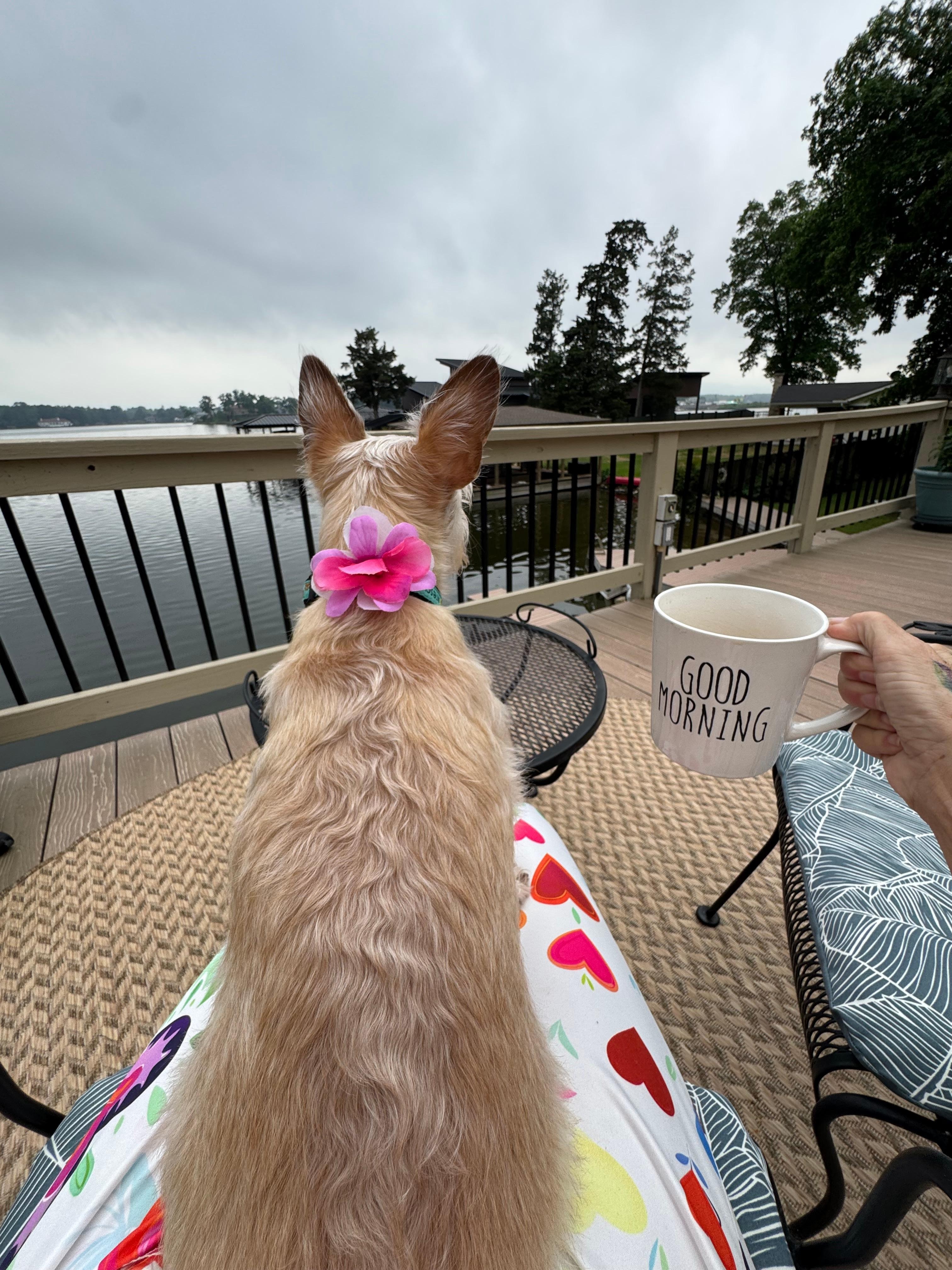 My Lizzy Beth enjoyed her stay! Perfect place to walk your pup. 