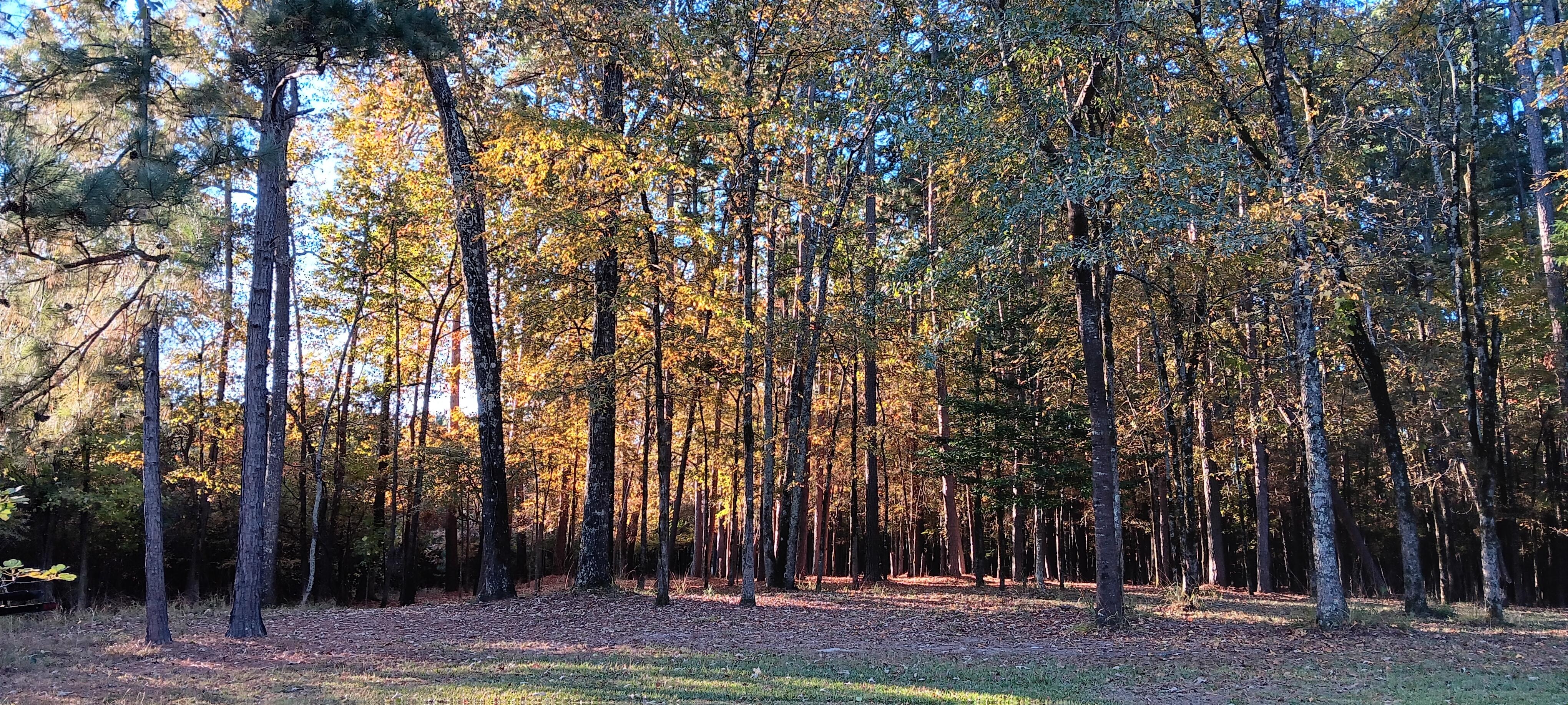 This is just behind the house where we saw deer.