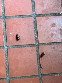Roaches in every room, on the floors, counter tops, shower and rugs.