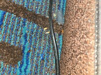 Dead roaches