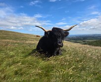 Highland "Coo"