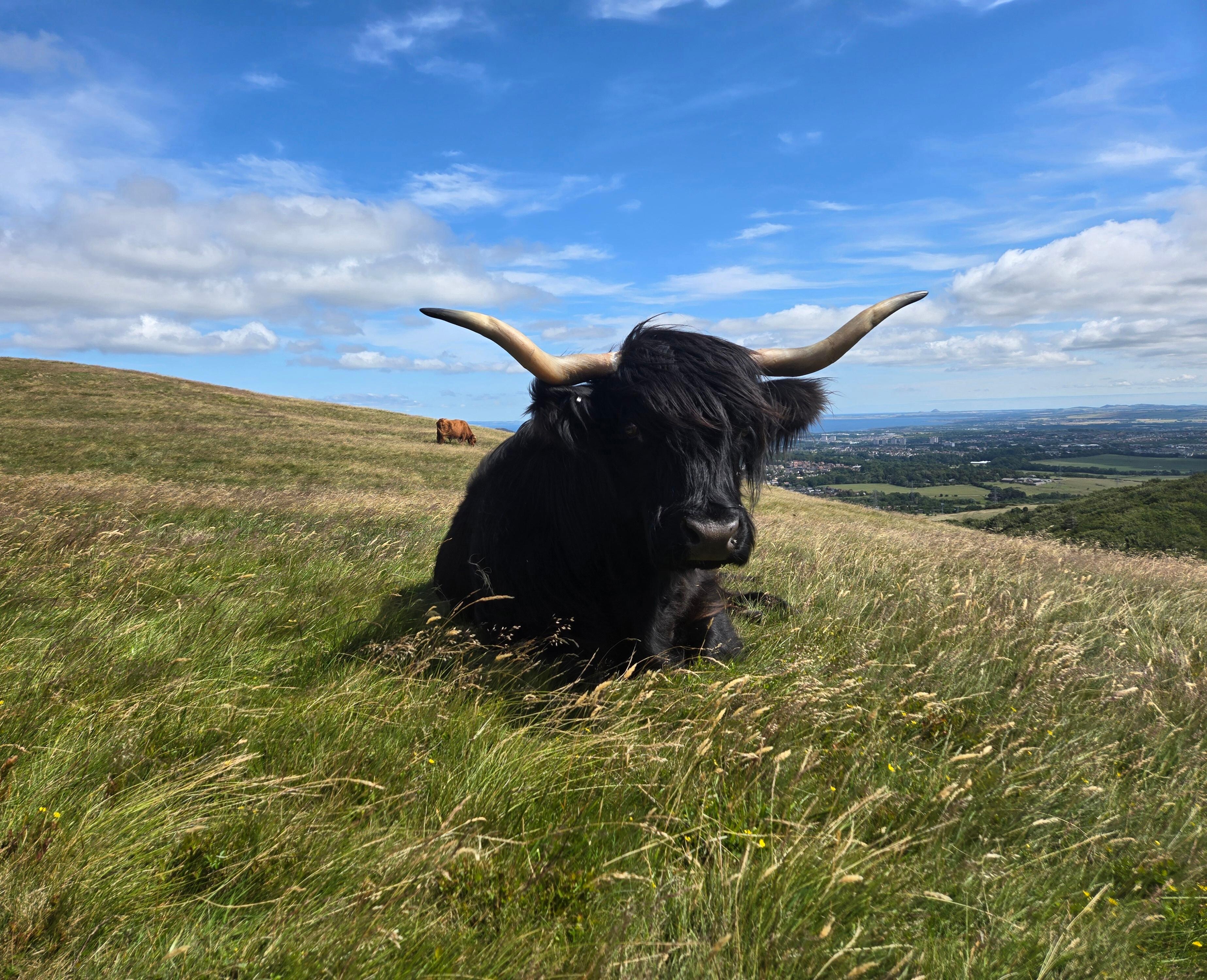 Highland "Coo"