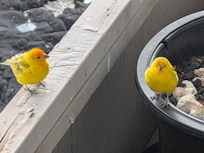 Saffron finches were frequent visitors on the lanai