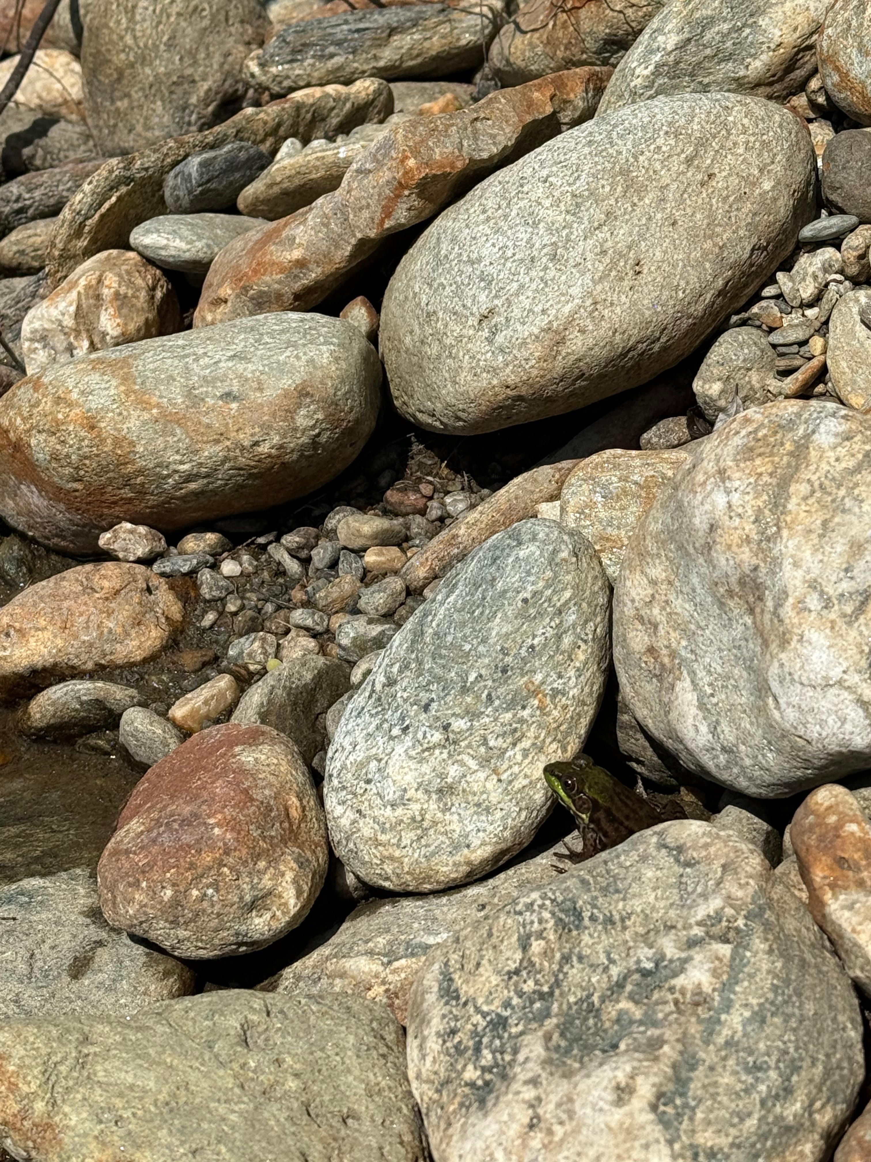 Tons of frogs in the river.