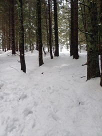 Beautiful forest......