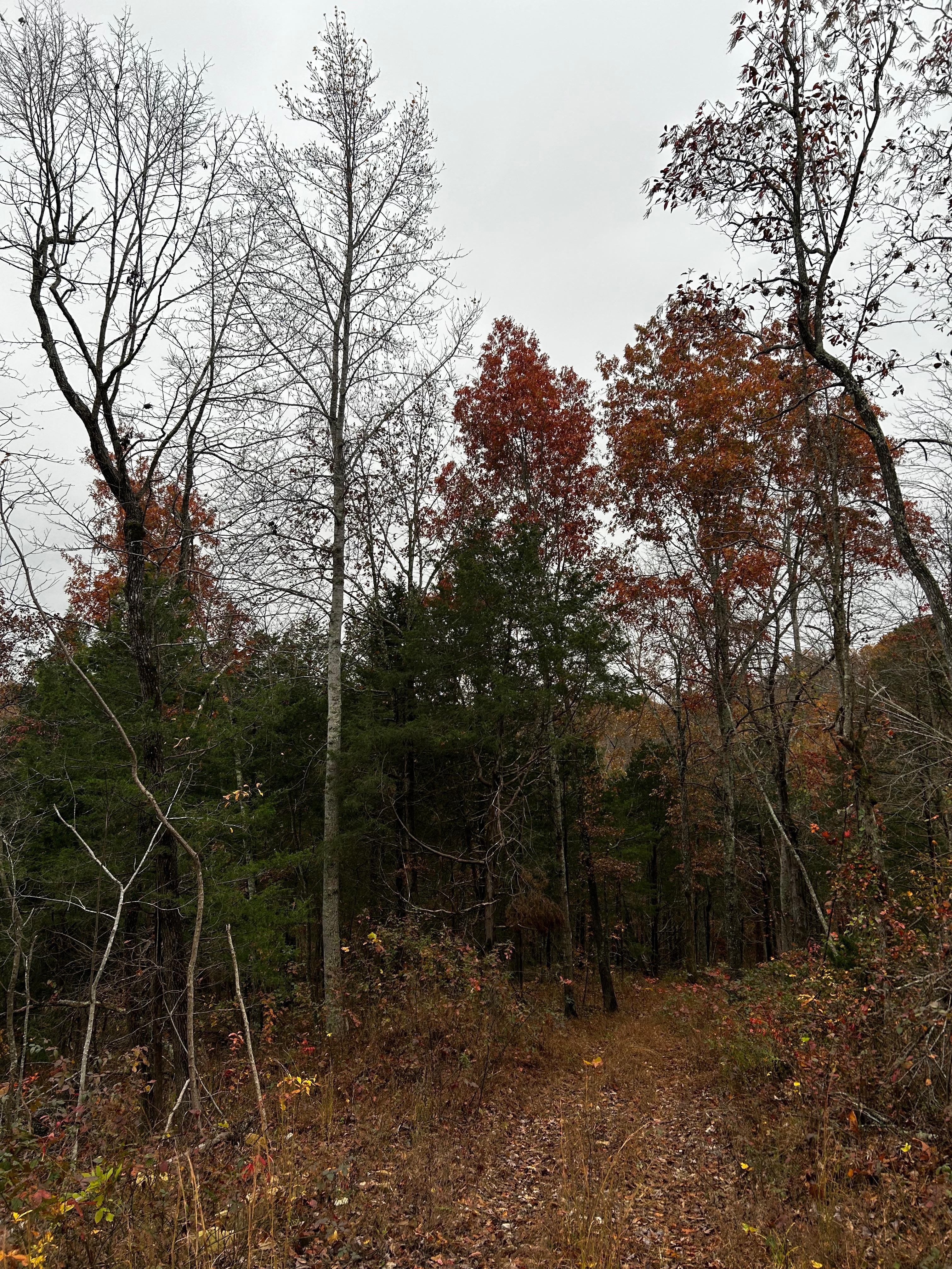 Trail…let’s hike