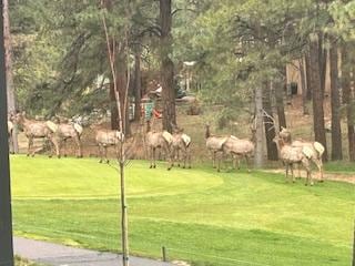 watching Elk on the golf course