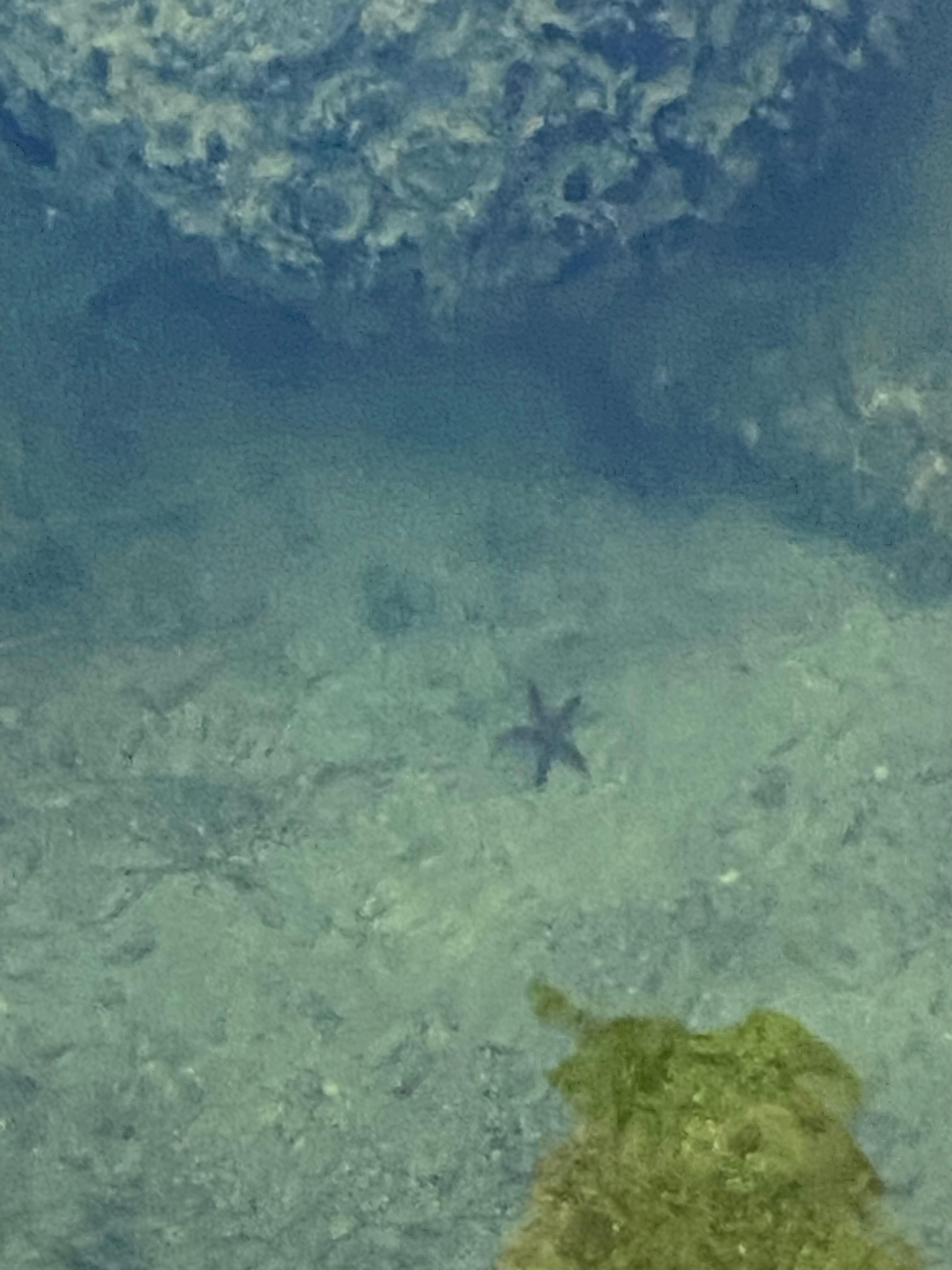 Starfish by the dock