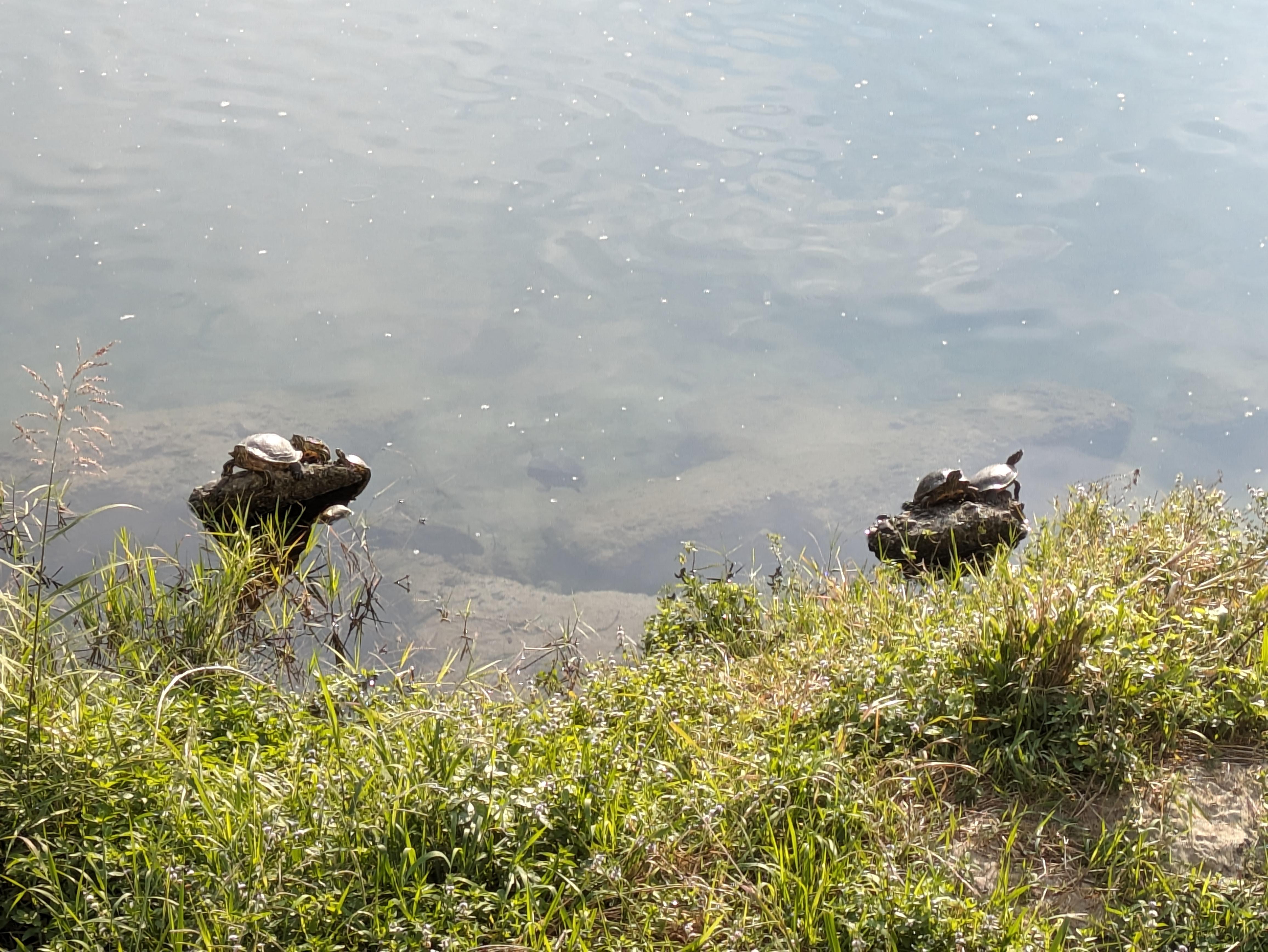 Tortoises seen from our balcony