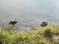 Tortoises seen from our balcony