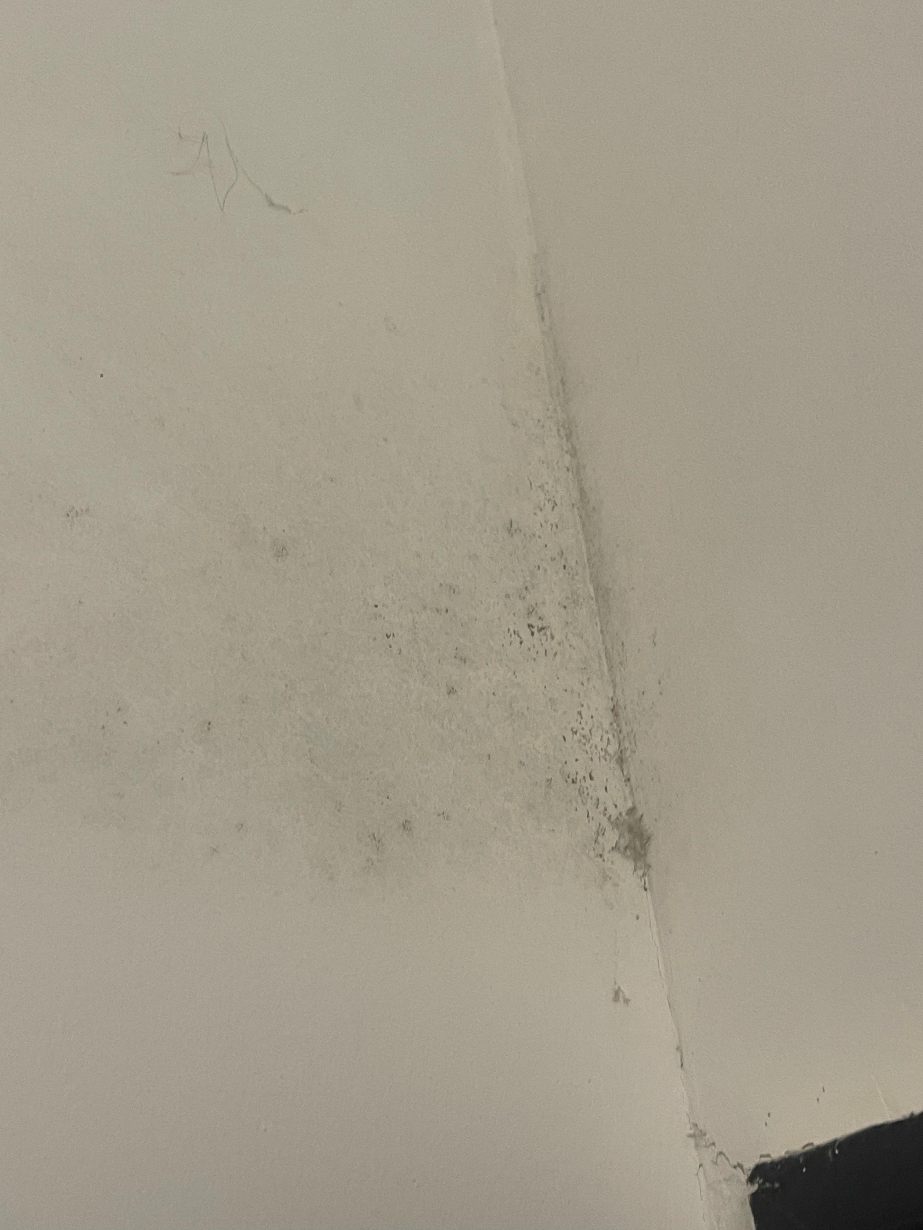 mold and not clean