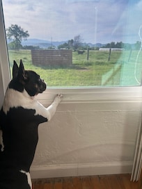 Our dogs loved ability to see farm animals so close by. Yet, the blinds provided enough privacy and darkness.