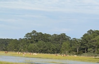 We saw lots of wild ponies