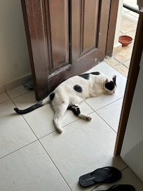 Visitor made themselves comfortable but wasn’t a nuisance!