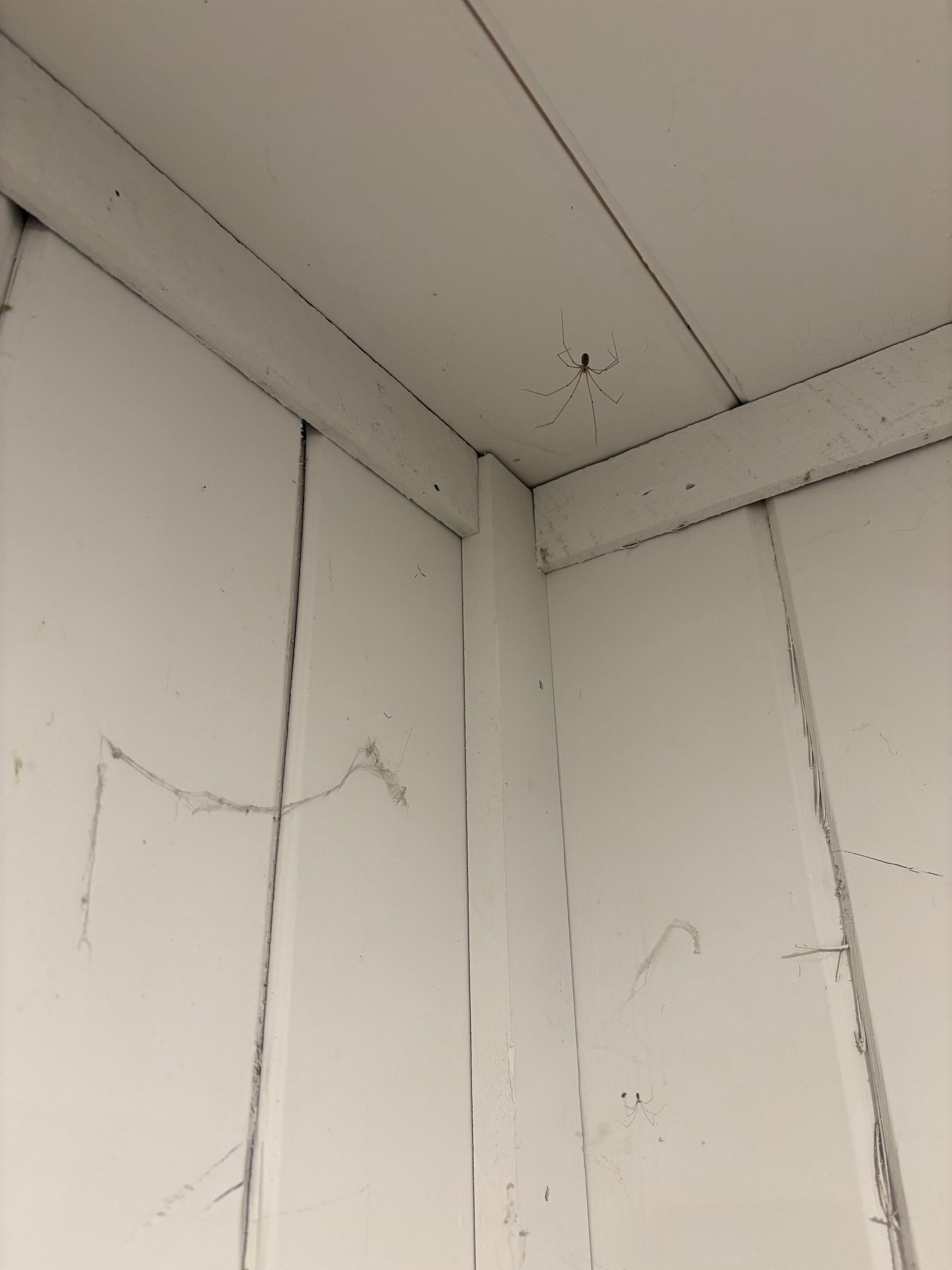 Spider webs inside