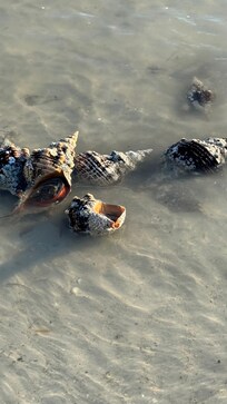 Great sea life