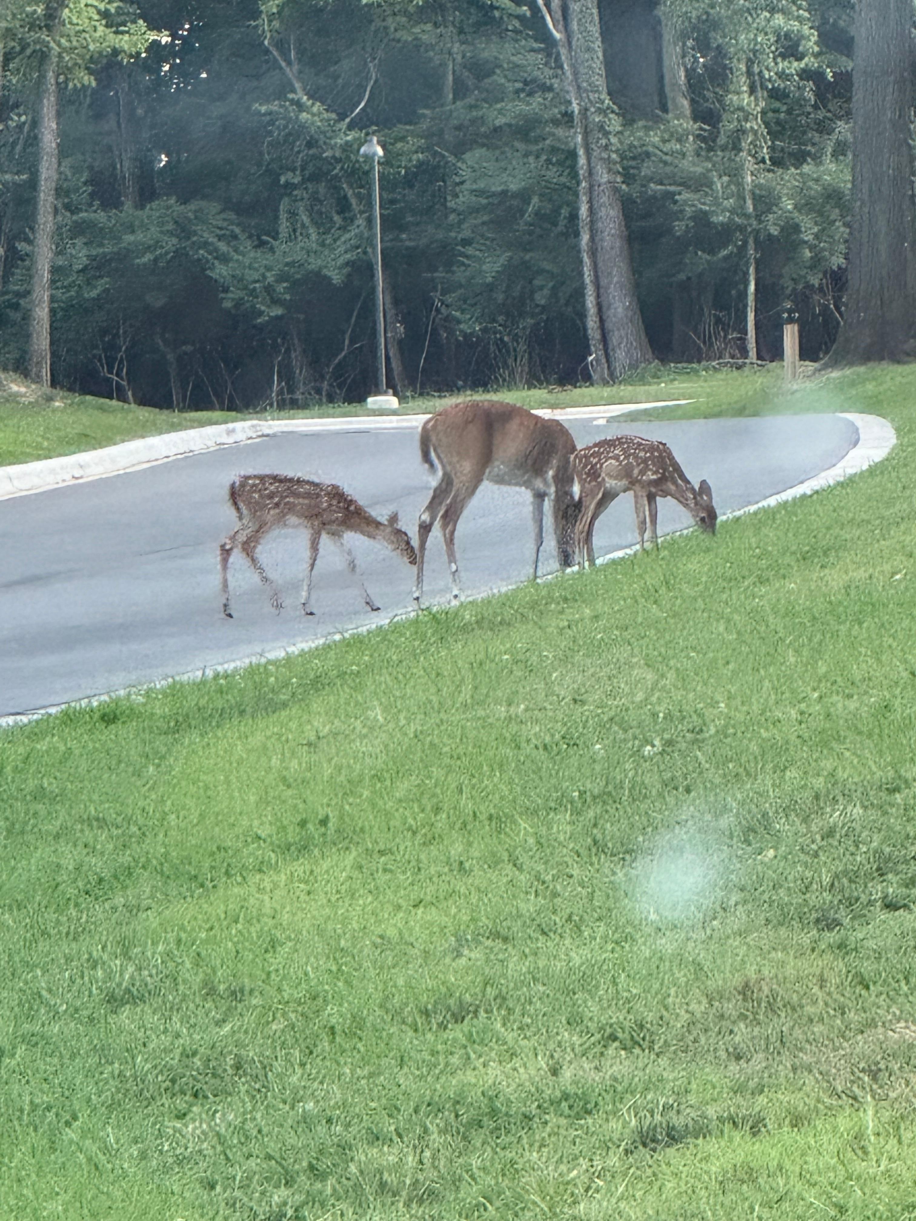 deer nearby