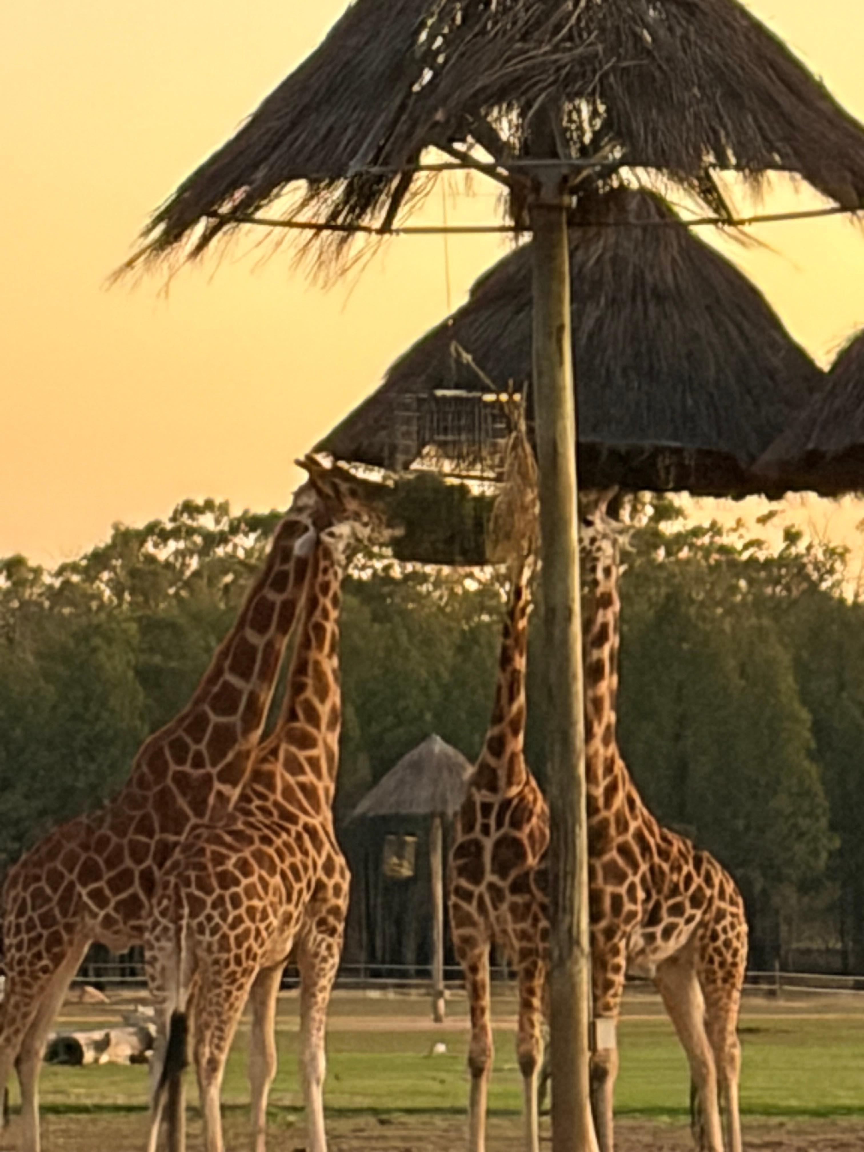 The giraffe having breakfast very close by 🥰