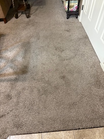 Filthy carpet