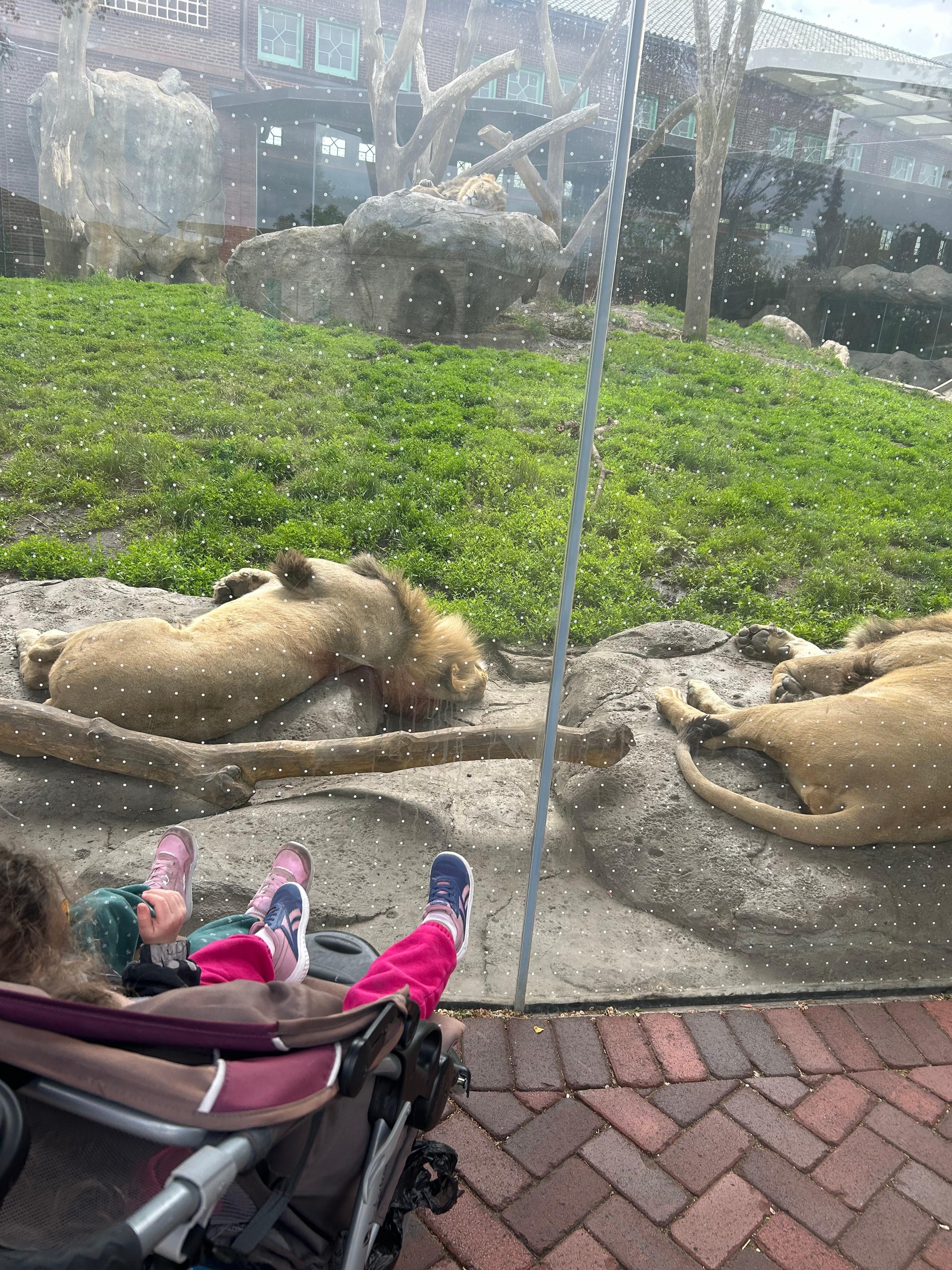 Free zoo!