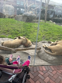 Free zoo!