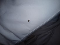 Bed 🐛#1