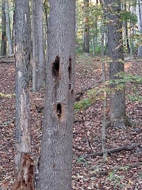 Face in the tree :○