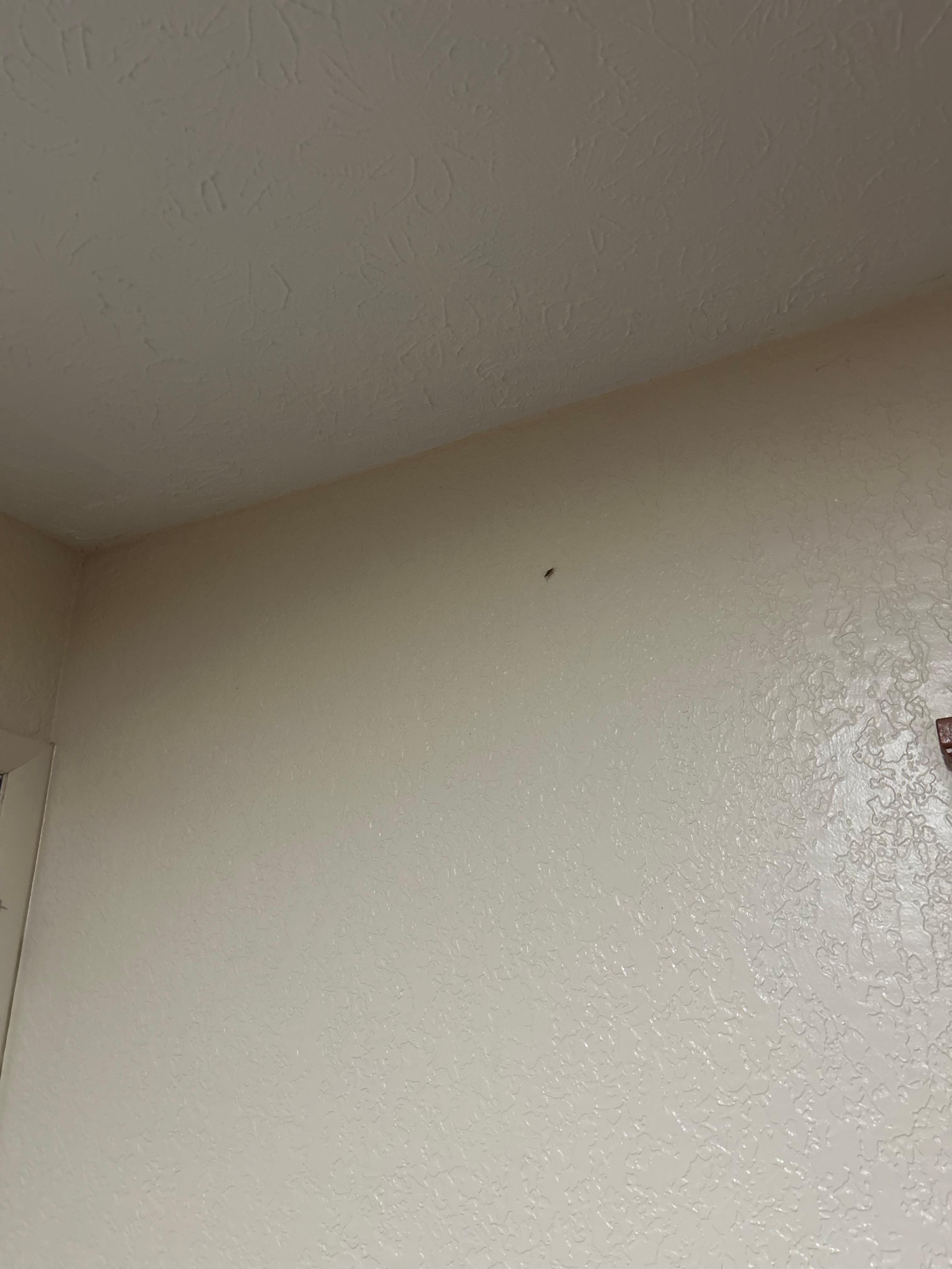 Roach crawling