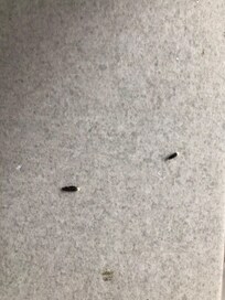 Rat droppings