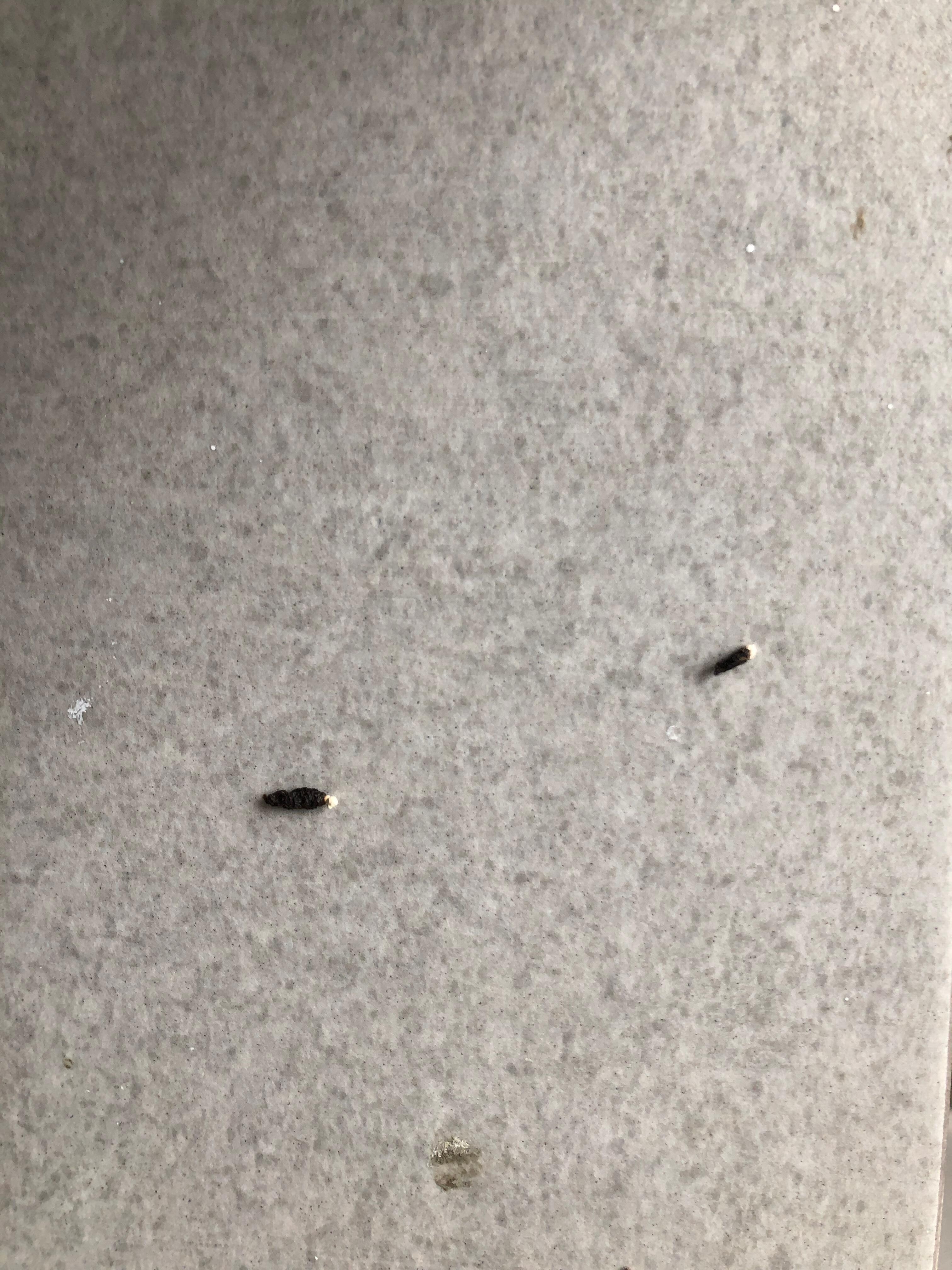 Rat droppings