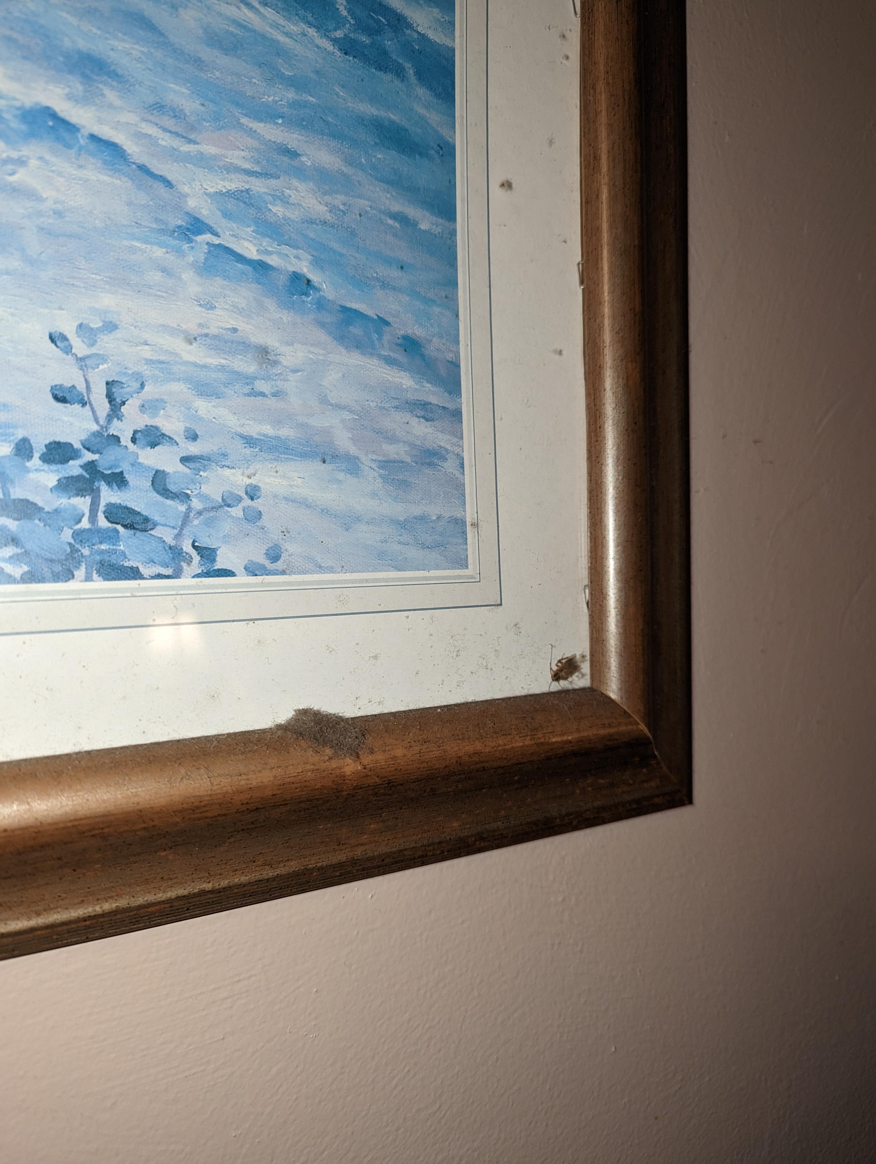 Dead roaches in old picture on the wall.