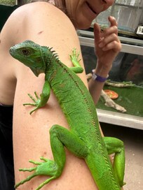 Iguana conservation Project