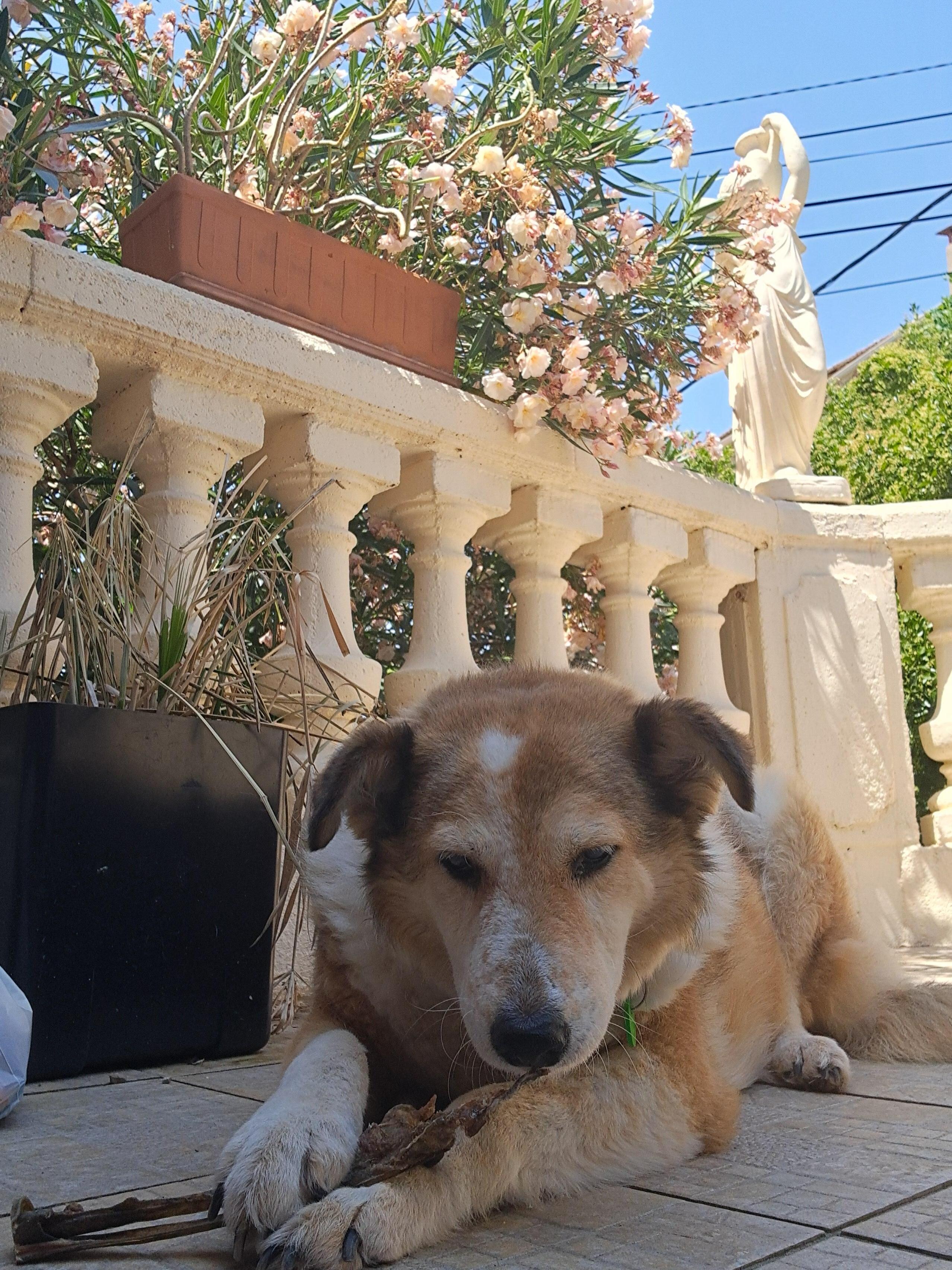 Unser Hund total entspannt