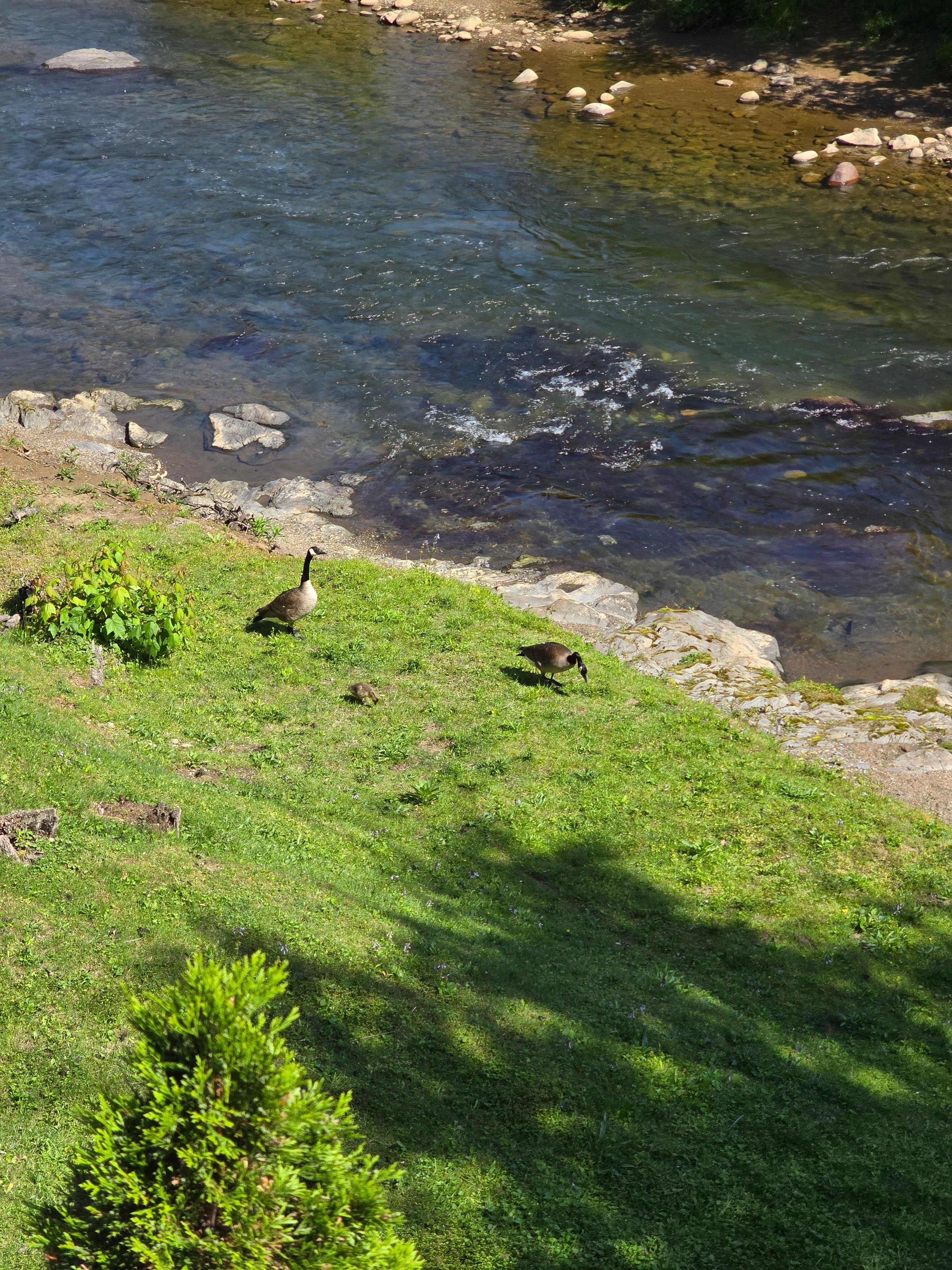 Goose family