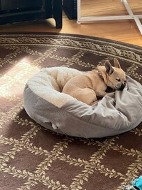 Dogs felt at home