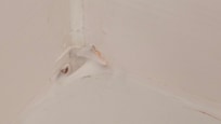 Mold