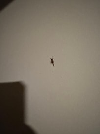Roach crawling on the door that is nasty