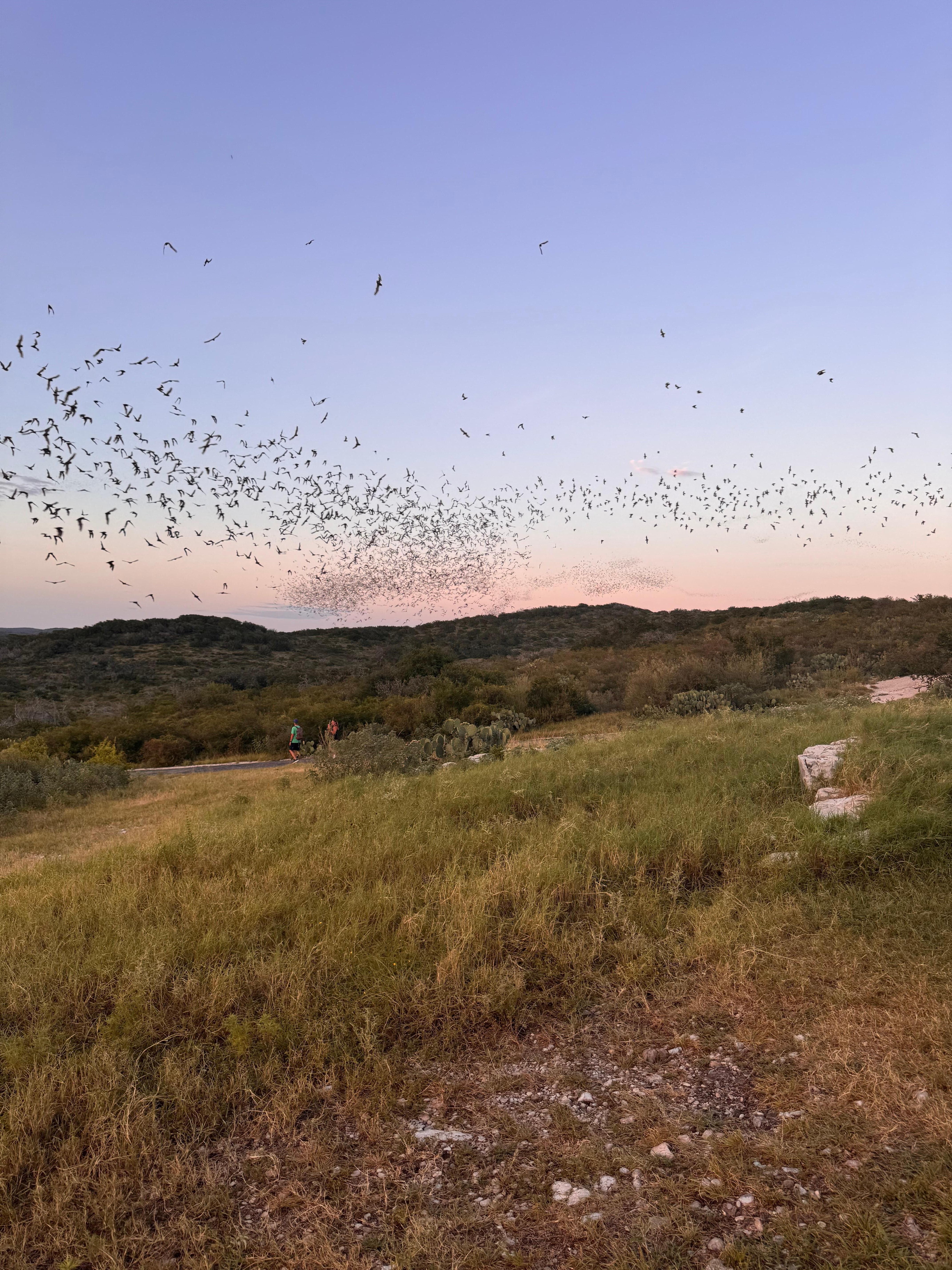 Frio Bat Cave - the second largest bat colony in the world.   An incredible experience.