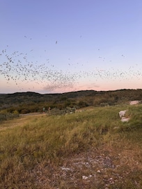 Frio Bat Cave - the second largest bat colony in the world. An incredible experience.