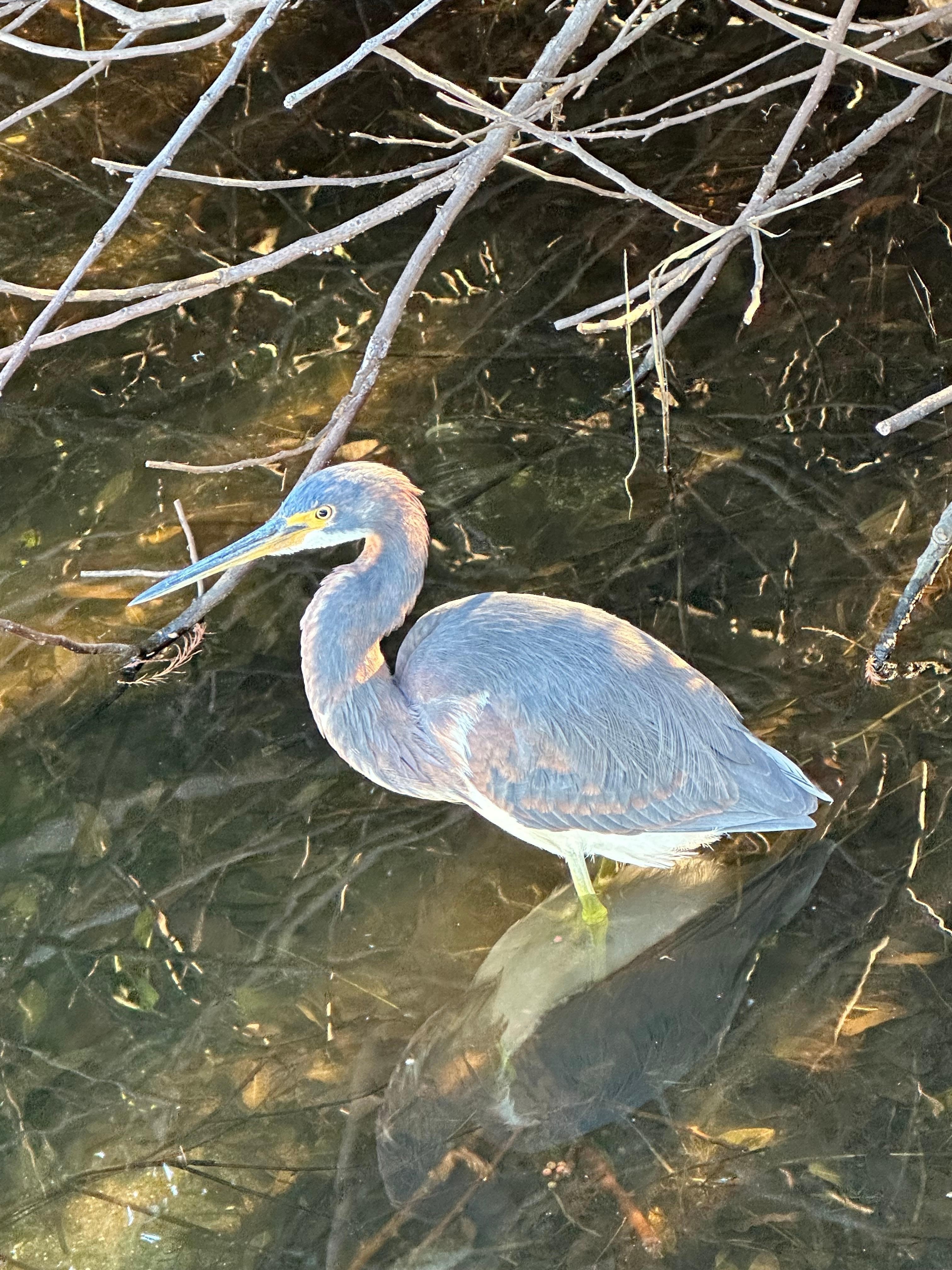 A pretty bird we saw