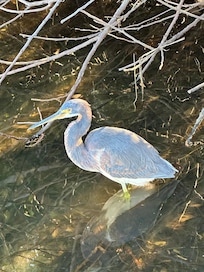 A pretty bird we saw