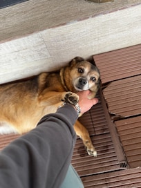 This is the best part of the hotel. Cute little friend we made💙