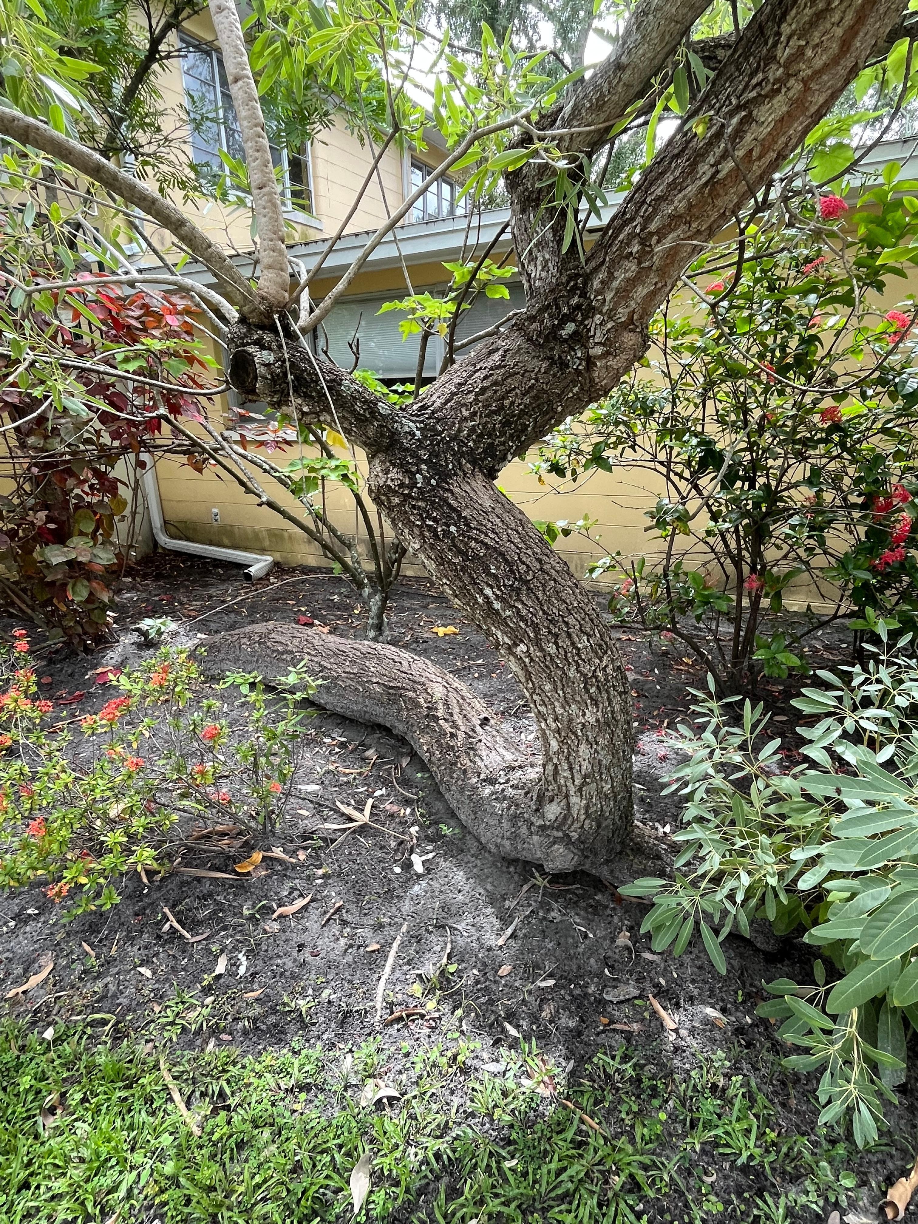 Tree with a will to live