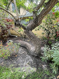 Tree with a will to live