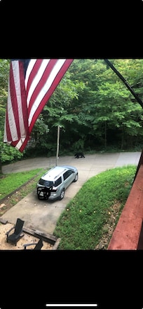 Bear walking down the driveway