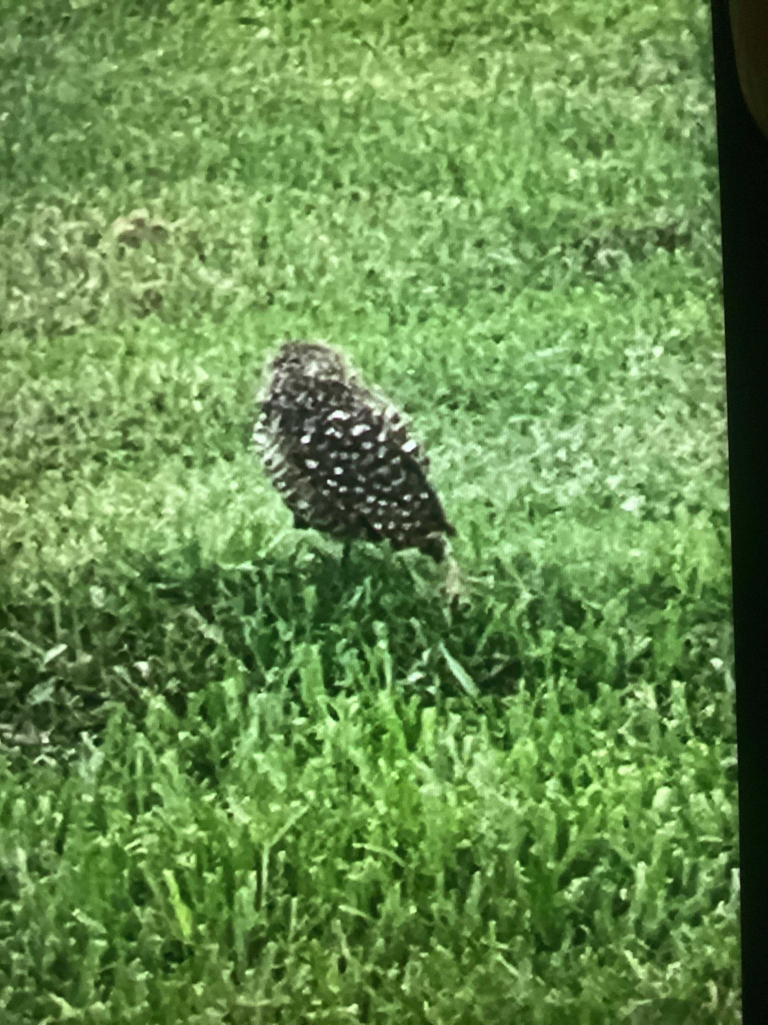 Burrowing owl lives in the yard!