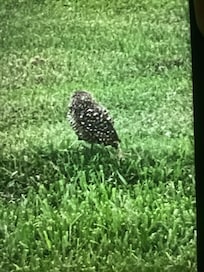 Burrowing owl lives in the yard!