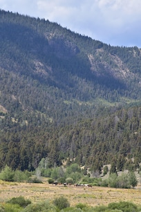 A view of the Ranch's horses from the back porch.