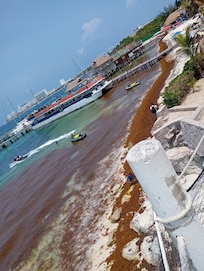 Plage non entretenue, remplie de sargasses